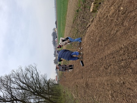 Sajenje medovitih rastlin 11